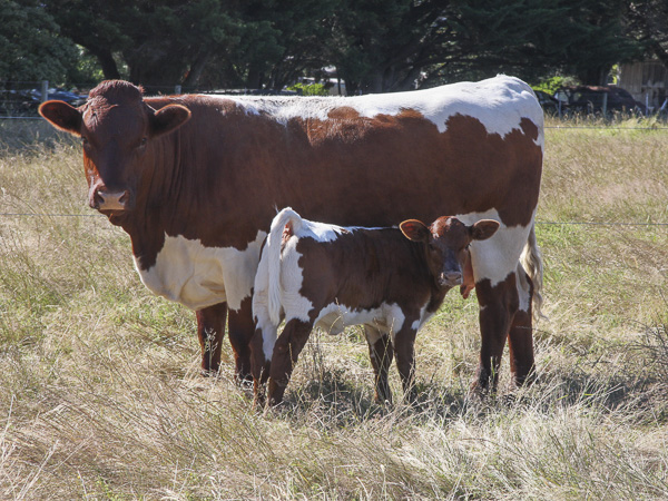 Australian Pinzgauer Cows